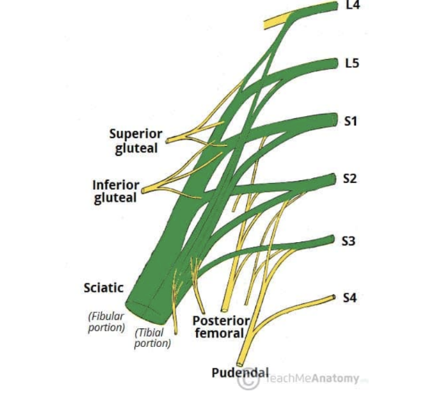<ul><li><p>3rd major branch of sacral plexus</p></li><li><p>Roots — L4, L5, S1, S2, S3</p></li><li><p>Motor functions — </p><ul><li><p>Tibial portion — innervates muscles in posterior compartment of the thigh *except for short head of biceps femoris), and the hamstring component of adductor magnus. Innervates all muscles in the posterior compartment of the leg &amp; sole of foot</p></li><li><p>Common fibular portion — innervates short head of biceps femoris, all muscles in anterior &amp; lateral compartments of leg, &amp; extensor digitorum brevis</p></li></ul></li><li><p>Sensory functions —</p><ul><li><p>Tibial portion — supplies skin of posterolateral leg, lateral foot, &amp; sole of foot </p></li><li><p>Common fibular portion — supplies skin of lateral leg &amp; dorsum of the foot </p></li></ul></li></ul>