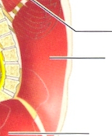 <p>Cavité abdominale</p>