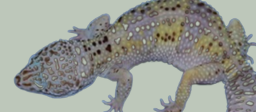 <p>What pattern is this Gecko?</p>