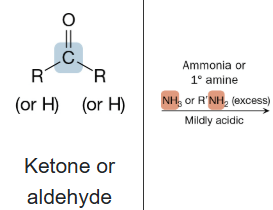 <p>What is the product of the reaction between a a ketone or aldehyde and ammonia (NH3) or primary amine (R’NH2) (excess) under mildly acidic conditions?</p>