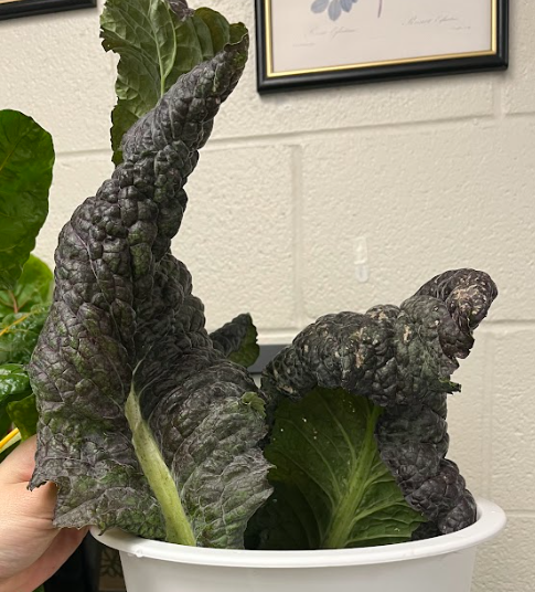 <ul><li><p>no real flower</p><ul><li><p>but has a four petaled flower</p></li></ul></li><li><p>grown for purple foliage</p></li><li><p>harvested as small greens to be eaten</p></li><li><p>green venation</p></li></ul><p></p>