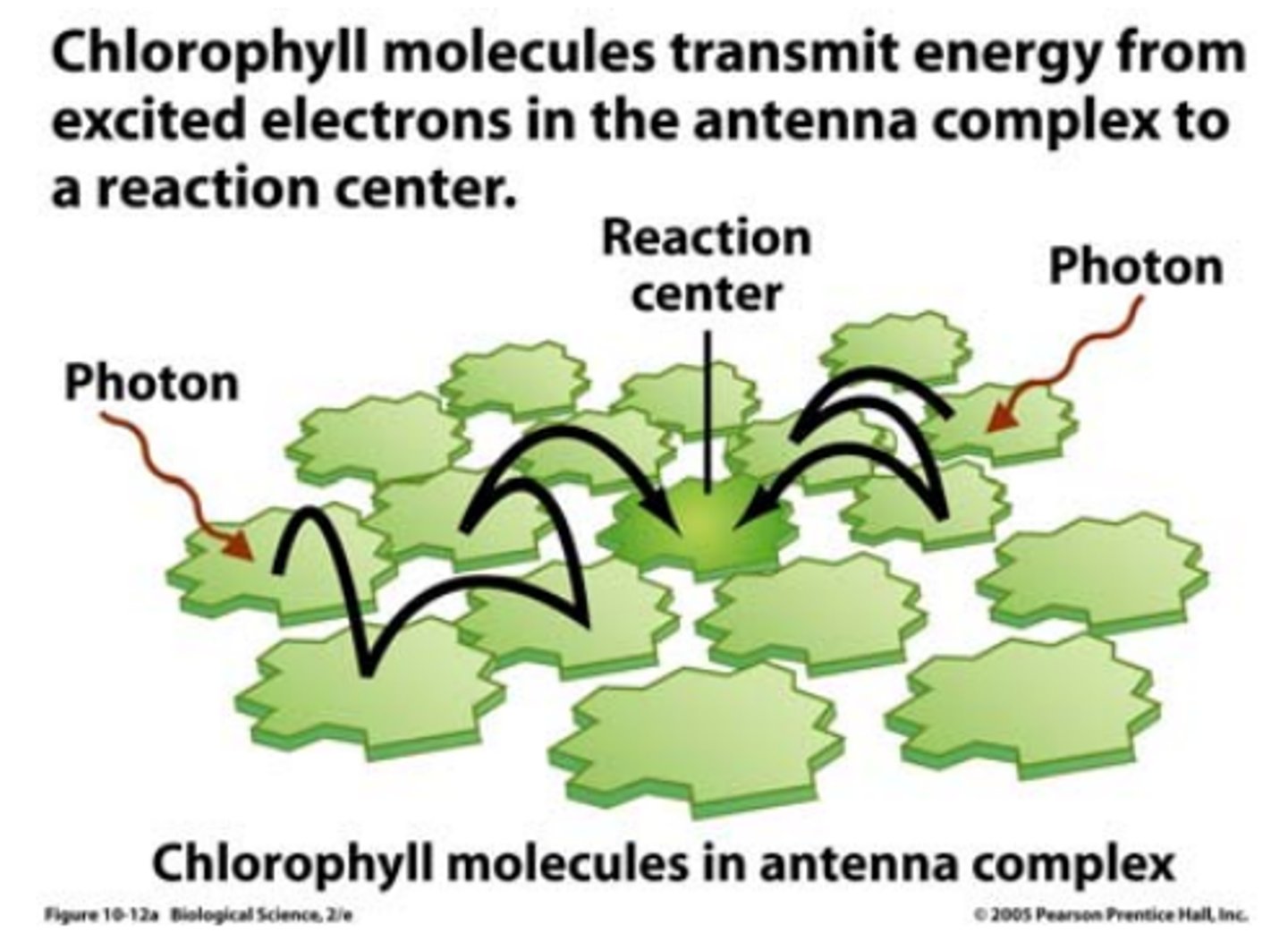 <p>what are all other pigments in photosystem that capture photon energy and funnel it to reaction center</p>