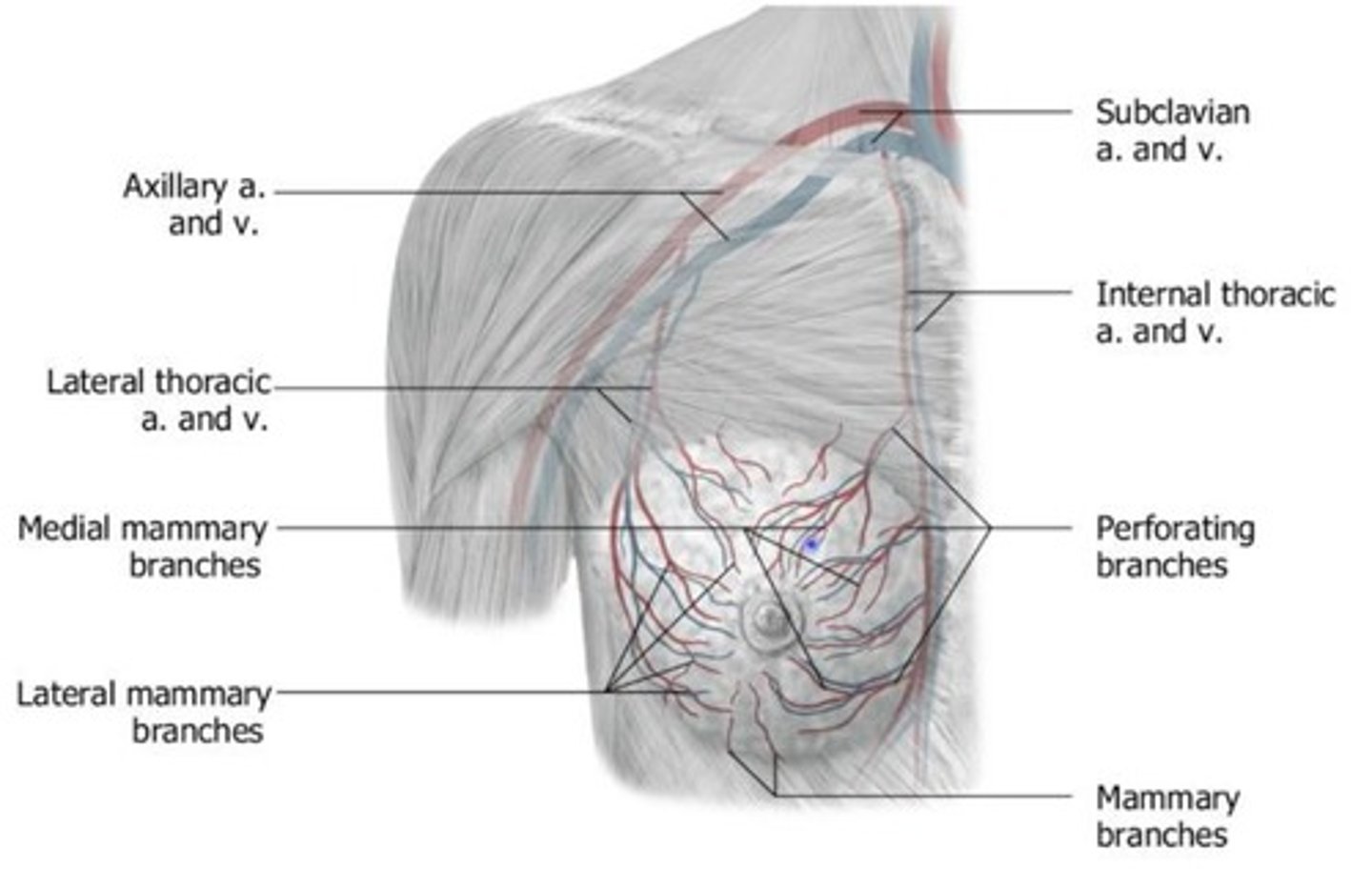 <p>Arterial supply: from tributaries of subclavian and axillary arteries</p>