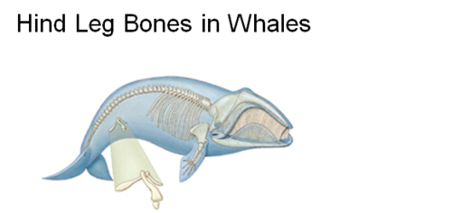 <p>Not useful or functioning. Left over from inheritence (ex: human tailbone)</p>