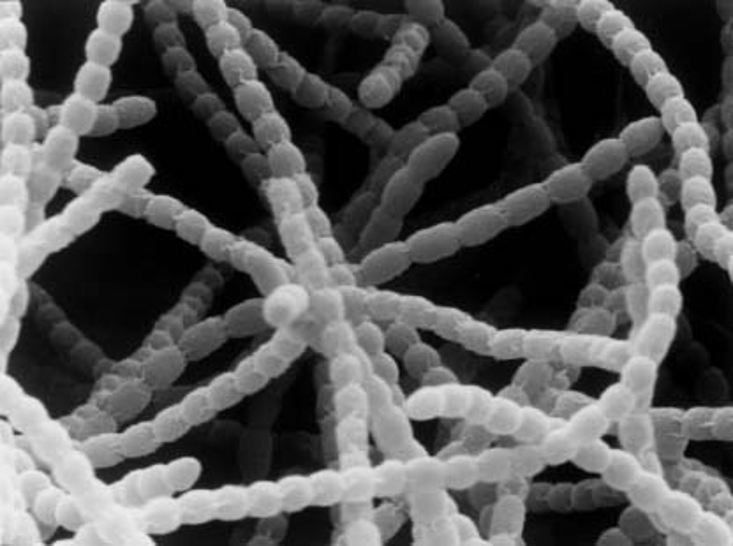 <p>A. Domain, Clade Name</p><p>C. Gram +/-</p><p>D. Mono/diderm</p><p>E. One characteristic</p>