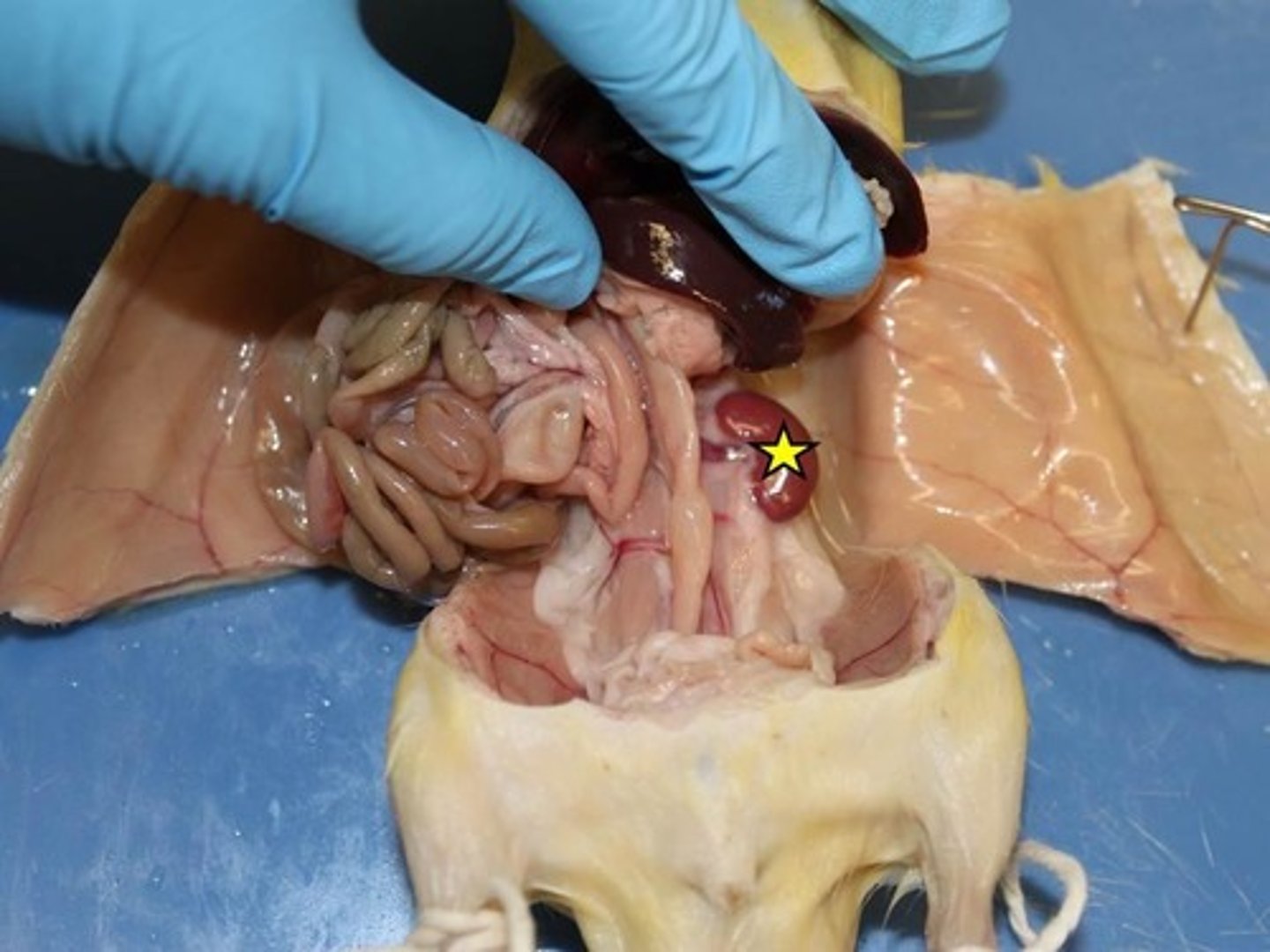 <p>kidneys: filter blood</p>