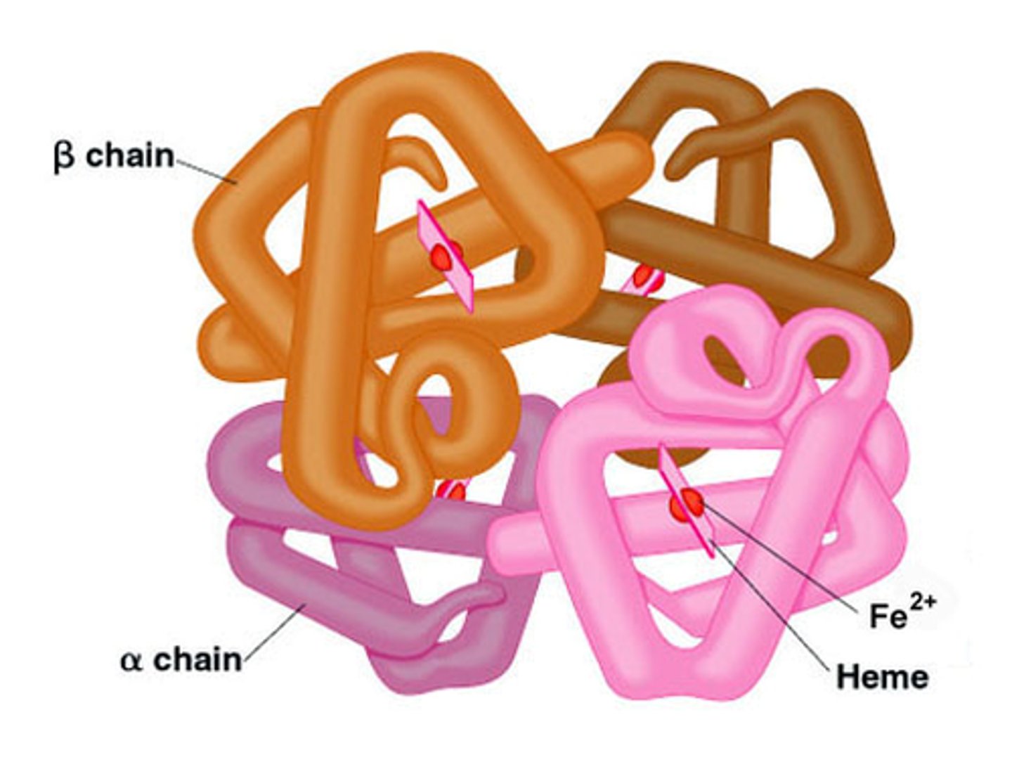 <p>multiple polypeptide chains interact to form a protein</p>