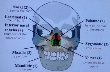 <p>Nasal (2)</p><p>Lacrimal (2)</p><p>Inferior nasal concha (2)</p><p>Maxilla (2)</p><p>Mandible (1)</p><p>Palatine (2)</p><p>Zygomatic (2)</p><p>Vomer (1)</p><p></p><p>Types: 8</p><p>Units 14</p>