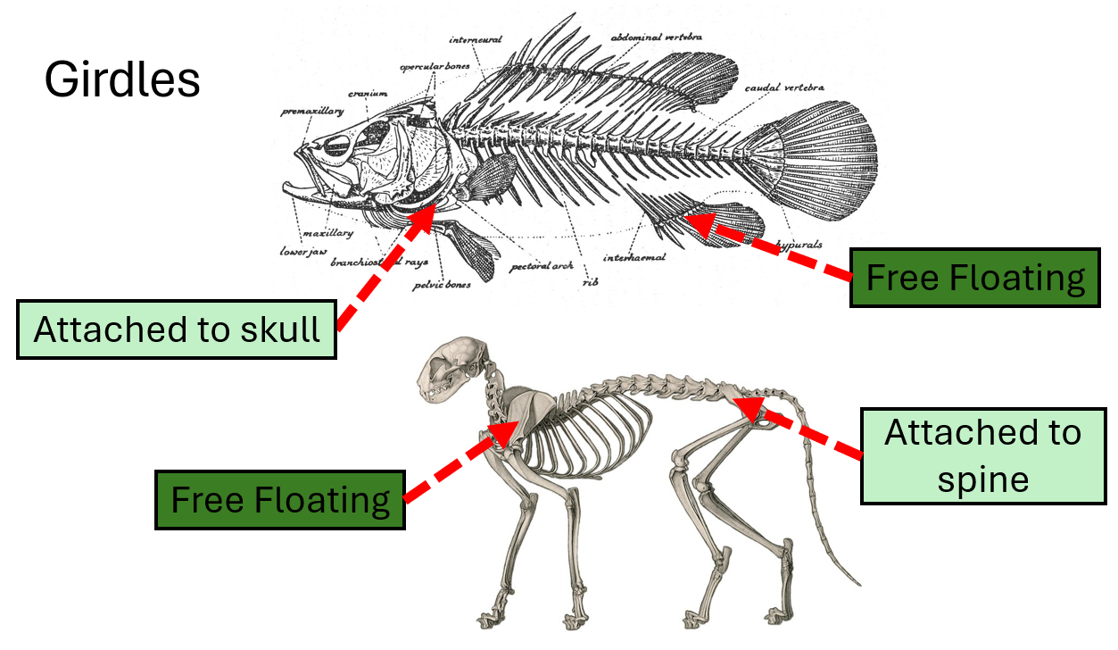 <ul><li><p><strong>Fish:</strong> Pelvic griddle is free floating</p></li><li><p><strong>Mammal:</strong> Pelvic griddle is attached to spine</p></li></ul><p></p>
