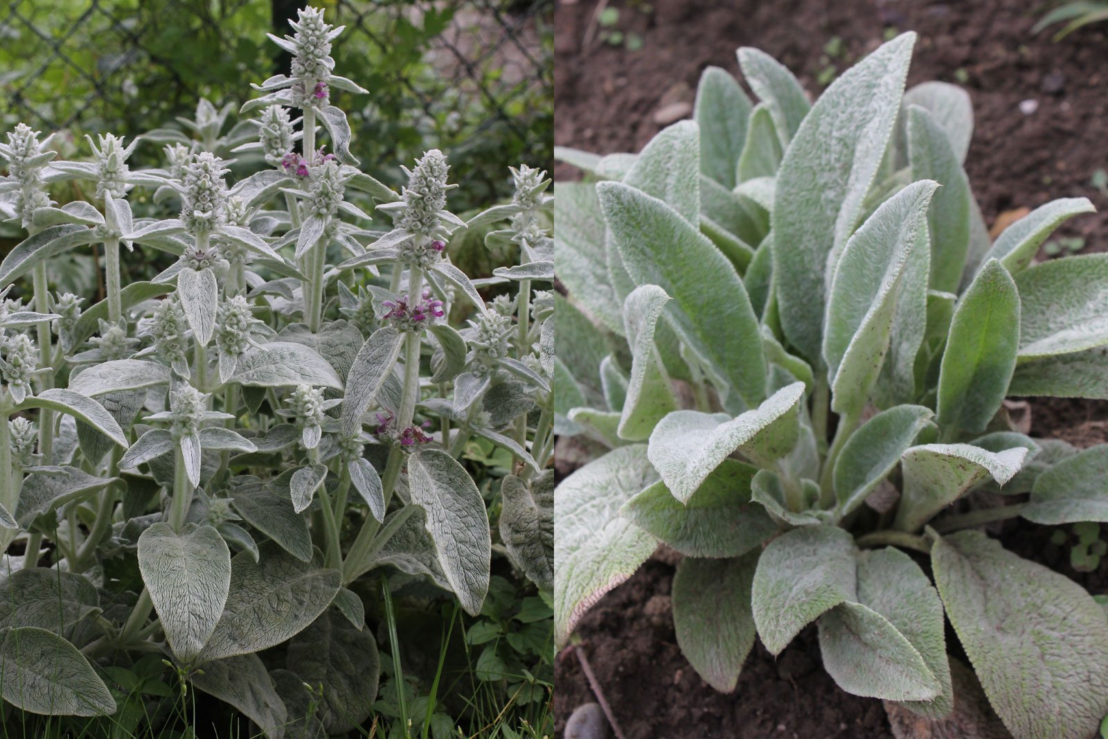 <p>lamb’s ear</p>