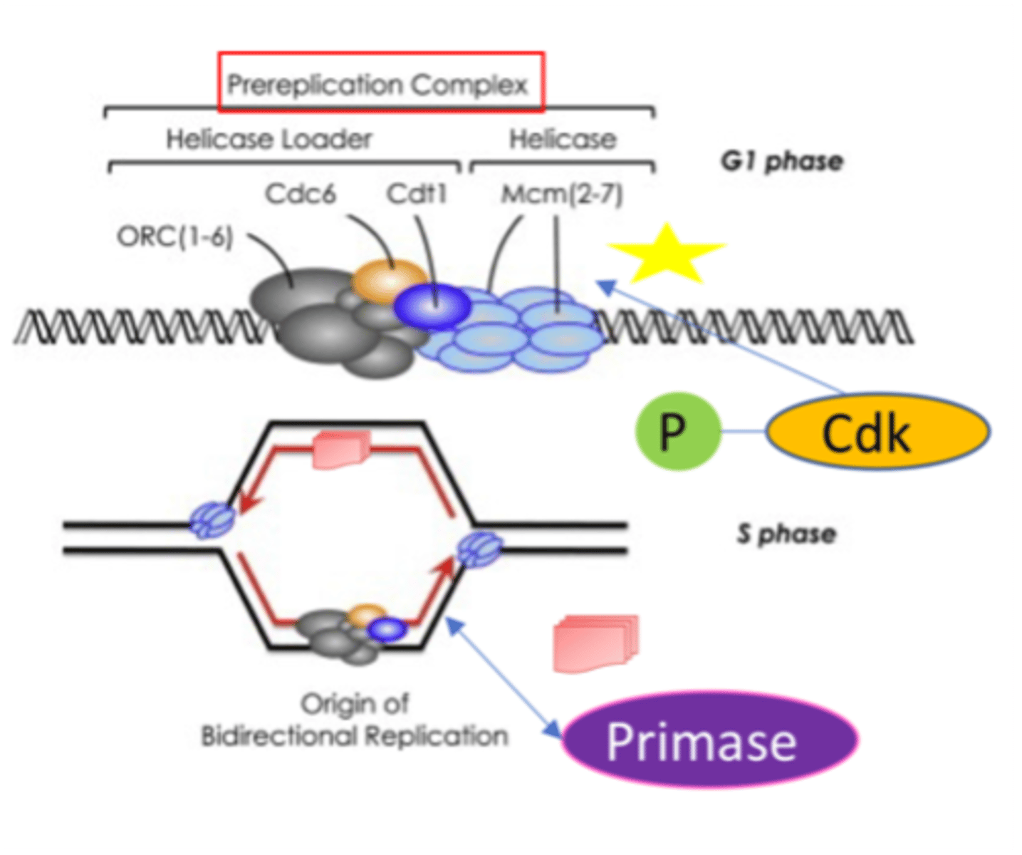 <p>1. Prereplication complex (preRC): assembles to begin replication</p><p>- Includes origin recognition complex (ORC)</p><p>- ORC = six proteins &amp; acts as initiator of DNA replication</p><p>2. ORC promotes the binging of Cdc6l Cdt1, and MCM helicase completing process of DNA replication licensing</p><p>3. DNA replication can then proceed</p><p>- PreRC converted to an active replication site by phosphorylation</p><p>- DNA replication proceeds bidirectionally from origin</p>