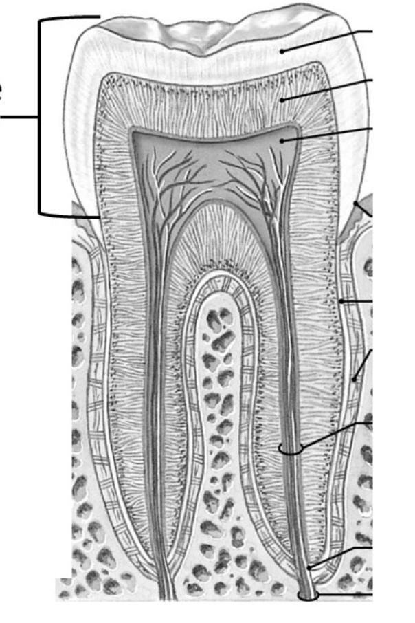 <p>What region is the bracket pointing to&nbsp;</p>
