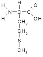 <p>tons of carbon and hydrogen</p><p>3 special exceptions which are:</p><p>cysteine(contains sulfur), methionine(contains sulfur), and tryptophan(contains nitrogen)</p><p>hydrophobic</p>
