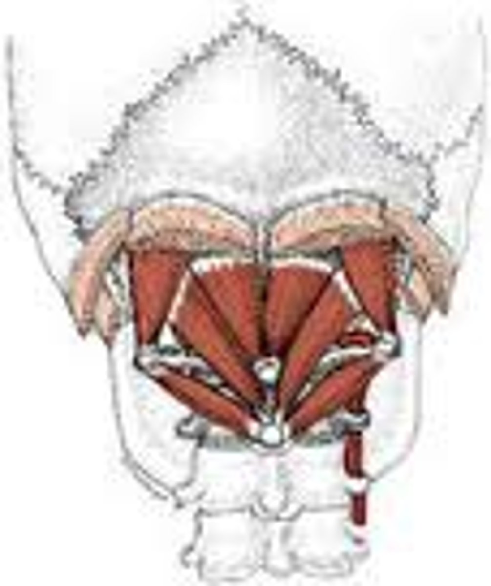 <p>Suboccipitals</p>
