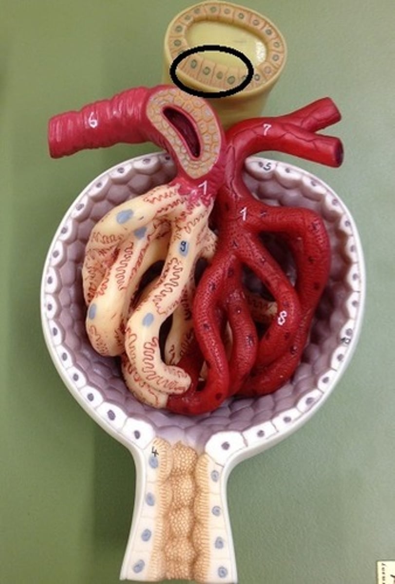 <p>Identify the cells.</p>