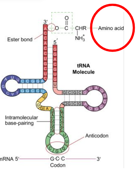 <p>has its own tRNA determined by mRNA sequence</p>