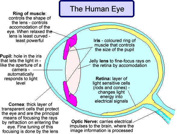 <p><span style="color: rgb(91, 91, 91)"><mark data-color="#95c6ff" style="background-color: #95c6ff; color: inherit">-The pupil changes size to control how much light enters the eye</mark></span></p><p><span style="color: rgb(91, 91, 91)"><mark data-color="#95c6ff" style="background-color: #95c6ff; color: inherit">-The photoreceptor cells at the back of the eye transform the light into nerve signals for the brain. It is not your eyes that allow you to see, but your brain!</mark></span></p><p><span style="color: rgb(91, 91, 91)"><mark data-color="#95c6ff" style="background-color: #95c6ff; color: inherit">The information from you eyes is transferred to your brain, which then tells you what you are seeing.</mark></span></p><p></p><p>Iris - the muslce that controls the pupil, </p><p>Optic Nerve - the nerve that carries the signal to your brain. </p><p> Cornea- part of the eye that bends the light for optimal vision </p><p>lens - focuses incoming light </p>