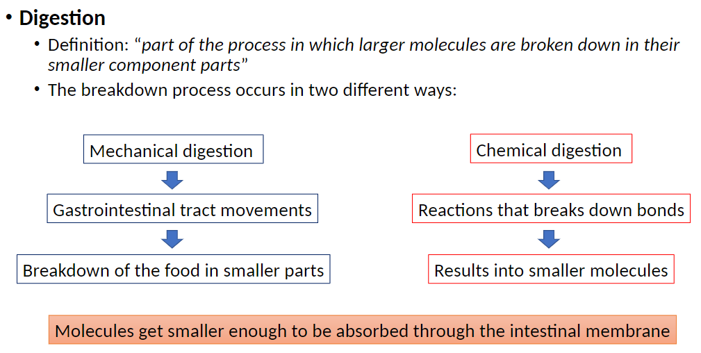 <p><strong>Definition</strong><br> Part of the process in which larger molecules are broken down into smaller component parts</p><p><strong>Two Types of Digestion</strong></p><p><strong>Mechanical Digestion</strong><br>  • Occurs through movements of the gastrointestinal (GI) tract<br>  • Physically breaks food into smaller pieces</p><p><strong>Chemical Digestion</strong><br>  • Involves chemical reactions that break molecular bonds<br>  • Produces molecules small enough to be absorbed through the intestinal membrane</p>