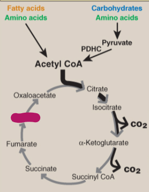 <p>Label the TCA cycle.</p>