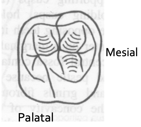 <p>Which cusp is larger?</p>