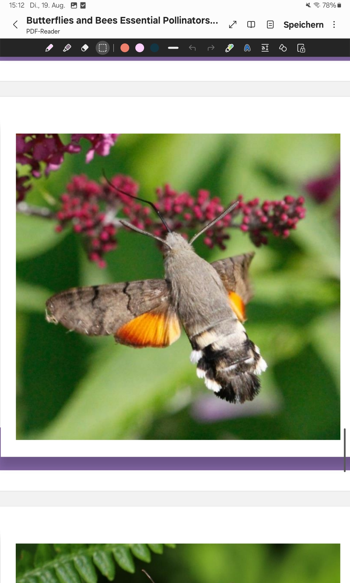 <p>Hummingbird Hawk-moth </p>