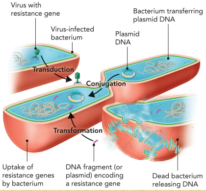 <ul><li><p>Self-replicating of circular DNA</p></li><li><p>Can carry extra genetic information not contained in chromosomal DNA</p></li><li><p>Are found in both prokaryotic and eukaryotic organism</p></li><li><p>Contain an original of replication</p></li><li><p>Can be cloned, conjugated, transformed, or transduced</p></li></ul><p></p>