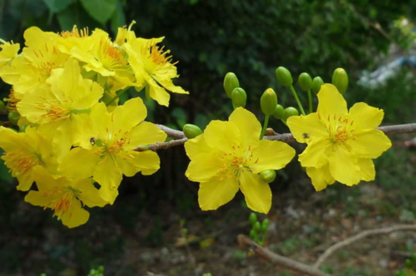 <p>a flower on a tree or bush : hoa nở</p>