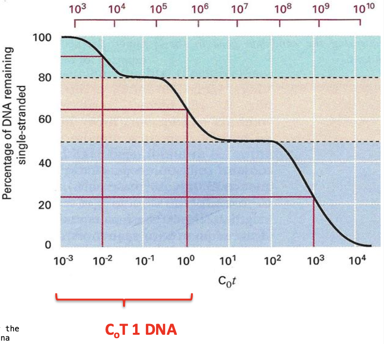 <p>Complex </p><p>Not simple sigmoid </p><p>3 SECTIONS</p><p>Highly repeated DNA - about 50,000 copies - high CoT</p><p><strong>Moderately repeated</strong> DNA 500 copies - lower CoT</p><p>Unique dna - 10 copies - Lowest CoT</p><p></p><p>-Each component has its own CoT ½ value - represents a characteristic portion of the genome </p>