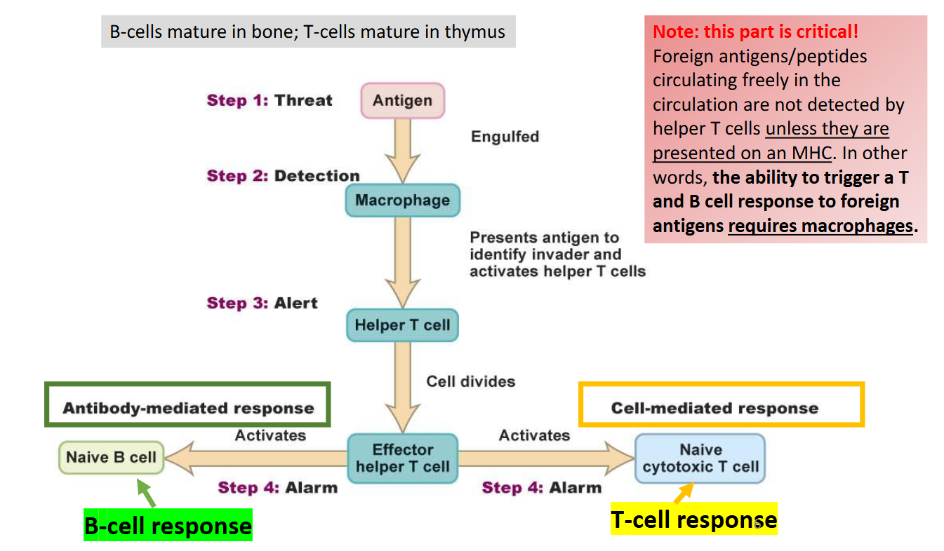 <ul><li><p><span>Leads to the transformation of a helper T cell into an effector-helper T cell.</span></p></li><li><p><span>Strategist to a frontline soldier</span></p></li><li><p><span>Leads to cell meditated response (T-Cell Response) and an Antibody-Meditated Response (B-Cell Response)</span></p></li><li><p><span>These responses happen at the same time&nbsp;</span></p></li></ul><p></p>