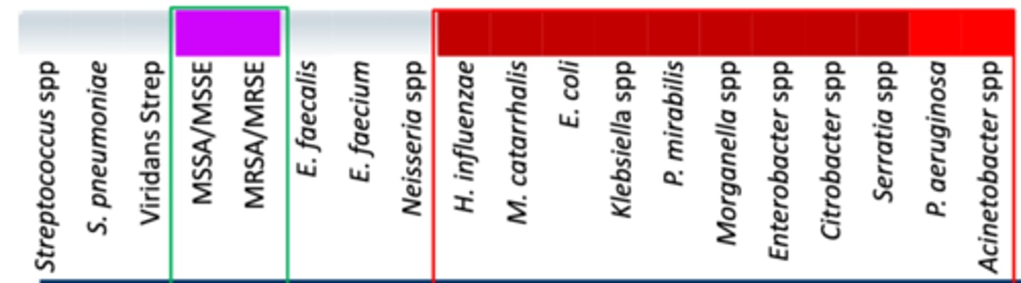 <p>• Anaerobes: -/-</p><p>• Miscellaneous: </p><p>- Active against GNB (gram - bacteria) with gentamicin resistance, especially carbapenamase producers (KPC)</p><p>- Poor activity against Gent resistant Pseudomonas</p><p>• Coverage - Includes more resistant strains from H. influenzae to Serratia spp., some activity against P. aeruginosa and Acinetobacter spp. As well as MSSA/MSSE and MRSA/MRSE</p>