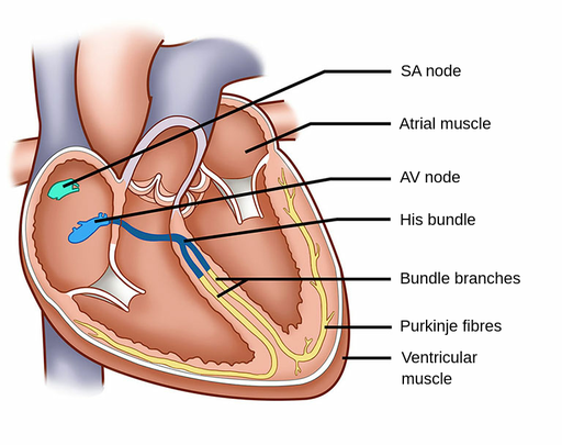 <p>cluster of nodal tissue in right atrium</p><ul><li><p>sends depolarization through both ventricles → they contract.</p></li></ul><p><span><span>conducts electrical signals from the atria to the ventricles, ensuring coordinated contractions</span></span></p><ul><li><p>stimulated by sinoatrial node</p></li></ul><p></p>