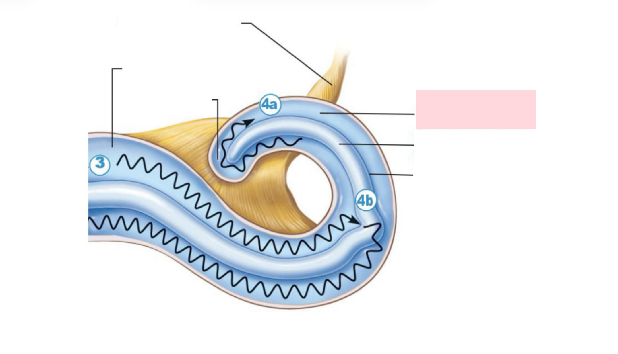<p>Label the Diagram</p>