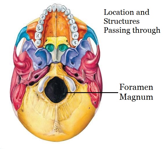 <p>Big oval opening (part of the occipital bone </p>