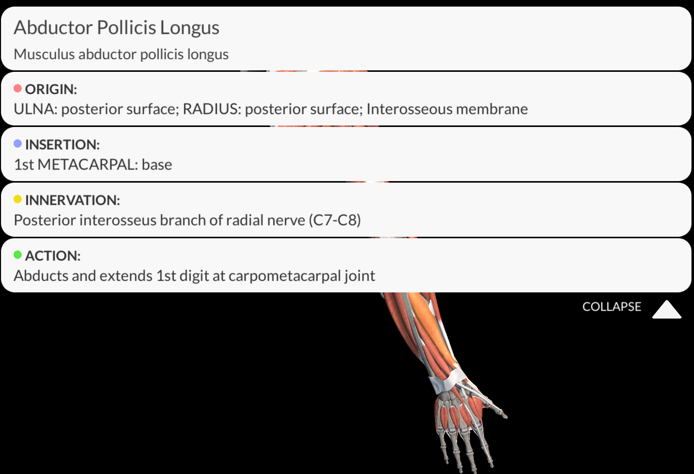 <p><strong><u>Origin</u></strong>: Posterior surface of the ulna, interosseous membrane, posterior surface of the radius</p><p><strong><u>Insertion</u></strong>: base of metacarpal I</p><p><strong><u>Innervation</u></strong>: Posterior Interosseous nerve</p><p><strong><u>Function</u></strong>: <strong>Abducts</strong> carpometacarpal joint of the <strong>thumb</strong></p>