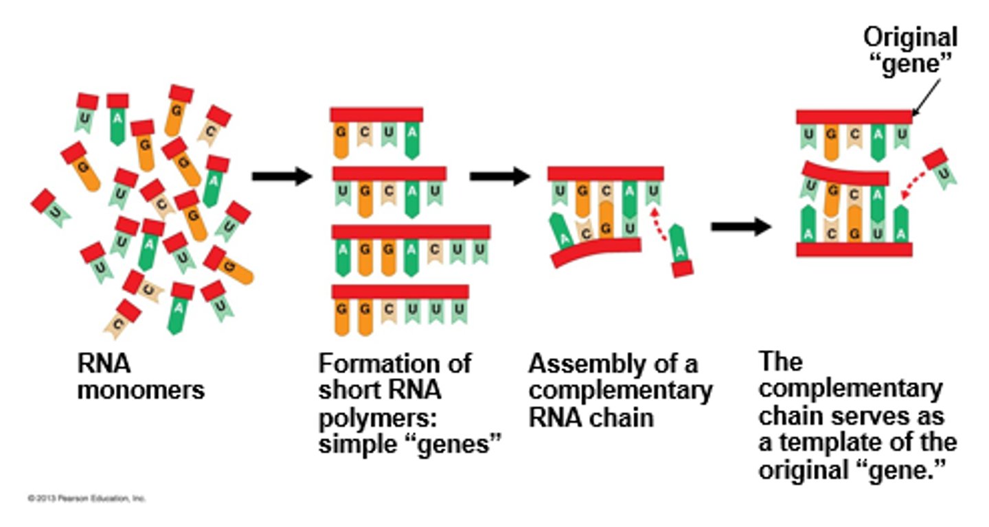 <p>· RNA can't make full-length strands of itself bc it tends to make lots of mistakes during replication</p><p>- Mostly deleterious</p><p>· Such RNA enzymes have a higher rate of mutation</p>