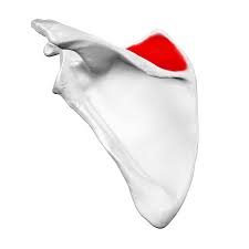 <p>Depression above the spine on the posterior scapula</p>