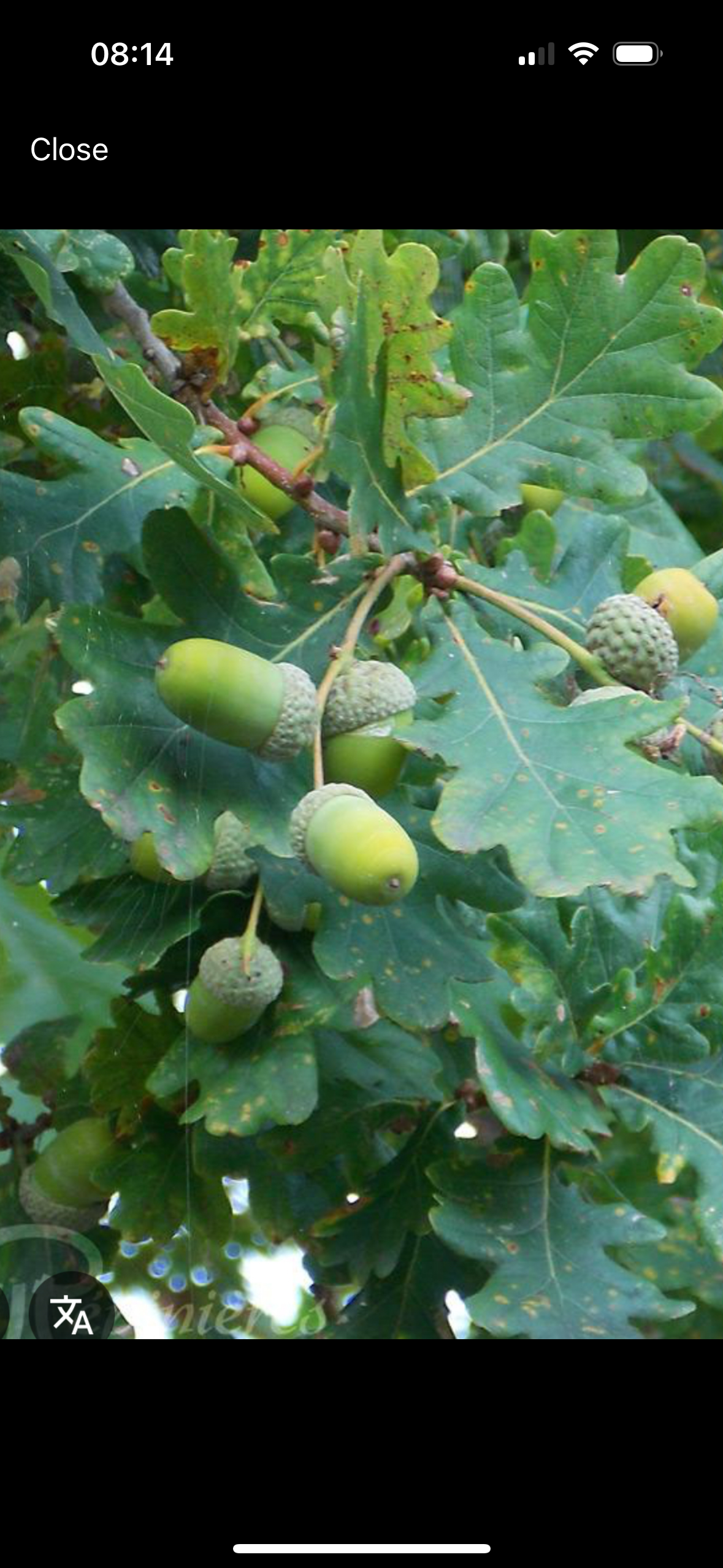 <p>Gland plus allongé </p>