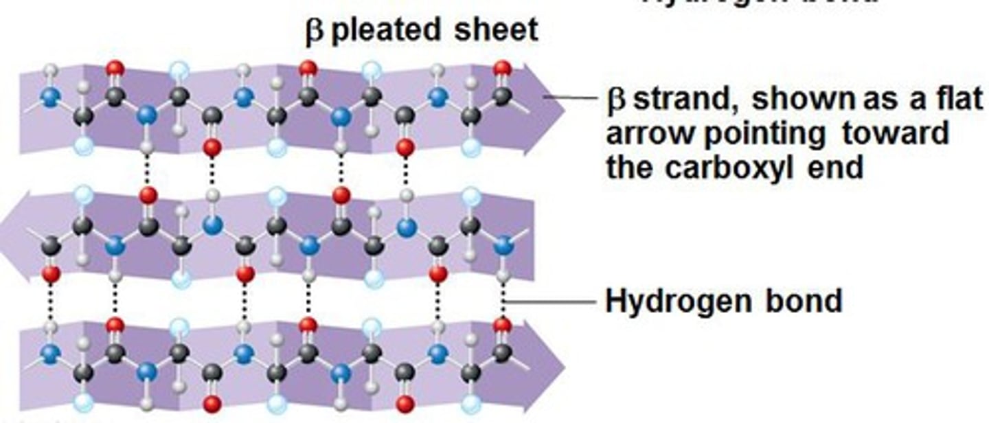 <p>- formed when hydrogen bonds form between segments of polypeptide chain that lie side to side</p><p>- the projection of residues above and below the polypeptide backbone allows the association of parallel/anti-parallel chains through hydrogen bonding</p><p>- the rigid, pleated structure that results affords remarkable tensile properties (ex. silk), in addition to anti-freeze properties preventing ice development on cold weather beetles</p>