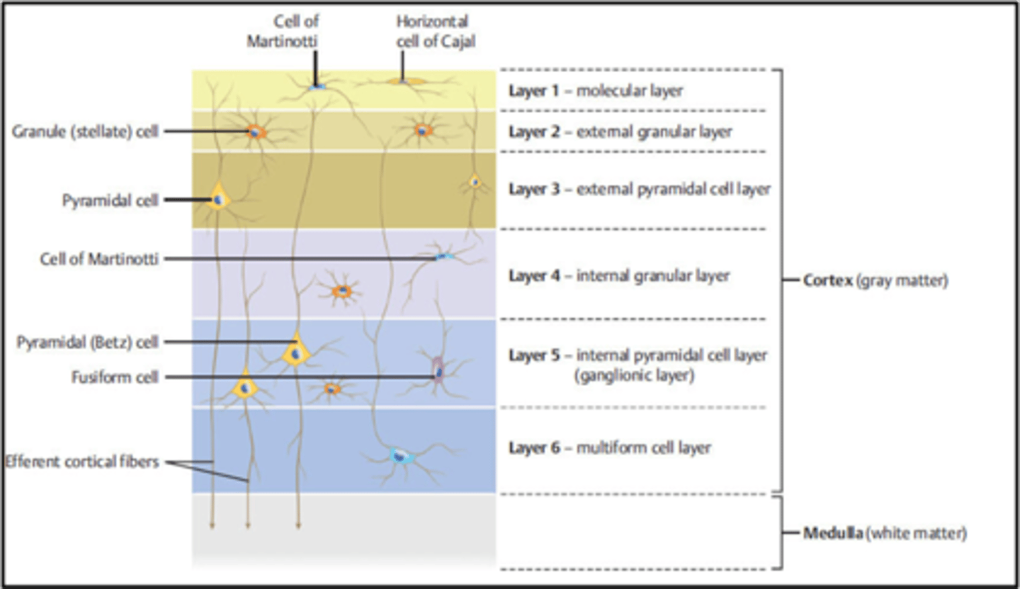 <p>1. molecular layer</p><p>2. outer granular layer</p><p>3. outer pyramidal layer</p><p>4. inner granular layer</p><p>5. inner pyramidal layer</p><p>6. multiform layer</p>