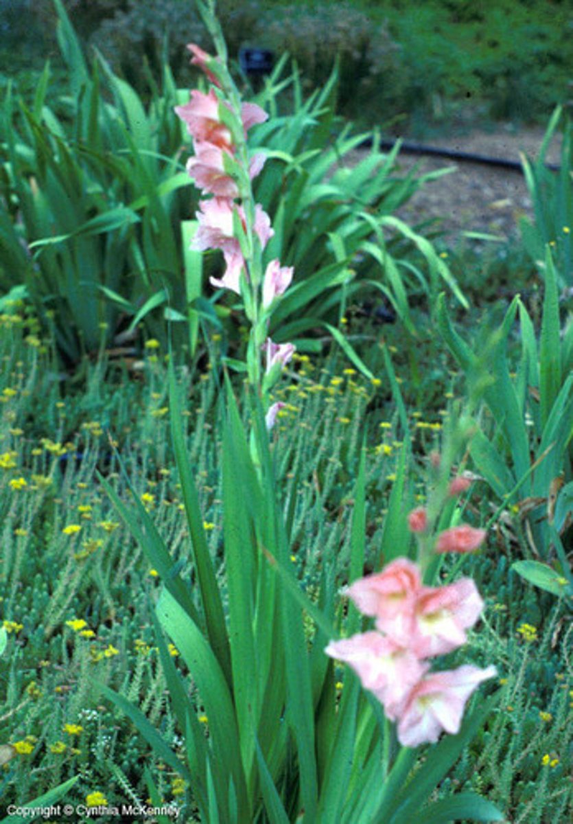 <p>border bloom, cut flower, corm, flat plane of sword like leaves</p><p>leaves: ribbed leaves; green cast;</p><p>bloom: one sided raceme; 3 pteal 3 sepal;</p>