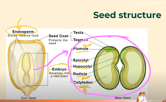 <p>If fertilization happens, the ovule will <strong><mark data-color="#b41395" style="background-color: #b41395; color: inherit">develop into a seed.</mark></strong><br><br><strong><mark data-color="#ff00a4" style="background-color: #ff00a4; color: inherit"><u>Inside of the Seed</u></mark></strong>, there is the:</p><ul><li><p><strong>Embryo</strong> (the baby plant that develops from the zygote, which is the fertilized egg and sperm when the pollen grain and the ovule came together)</p><p>-→ Inside the <strong><mark data-color="#ff006d" style="background-color: #ff006d; color: inherit"><u>Embryo</u></mark></strong> is the Radicle, which is the baby root, the Plumule, which is the baby shoot, and the Cotyledon, which is the food reserve inside the growing embryo.</p></li><li><p>Endosperm (inside the seed, not the embryo), that stores food reserves for the seed</p></li></ul><p></p>