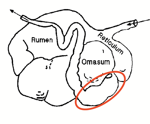 <ul><li><p>The “true stomach” of a ruminant, similar to the stomach of monogastric animals.</p></li><li><p><strong>Digestive enzymes</strong> secreted from <strong>gastric glands</strong> (HCl, mucin, pepsinogen, lipase, etc.).</p></li></ul><p></p>