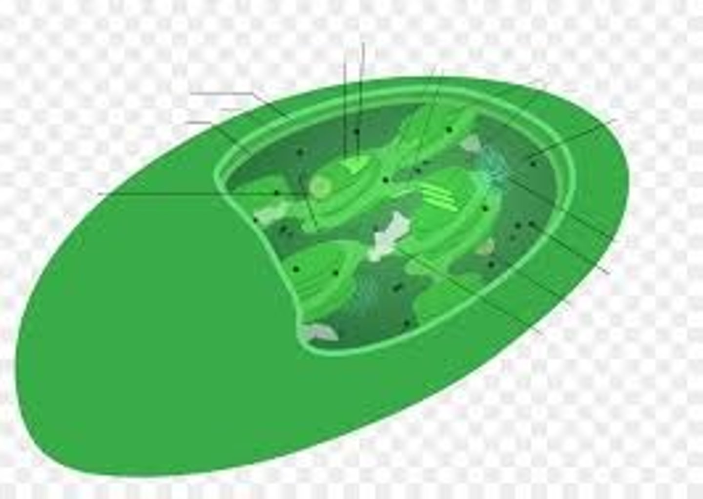 <p>Chlorophyll</p>