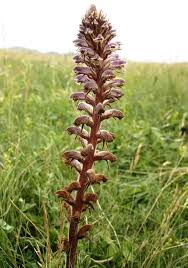 <p><em>Orobanche</em></p>