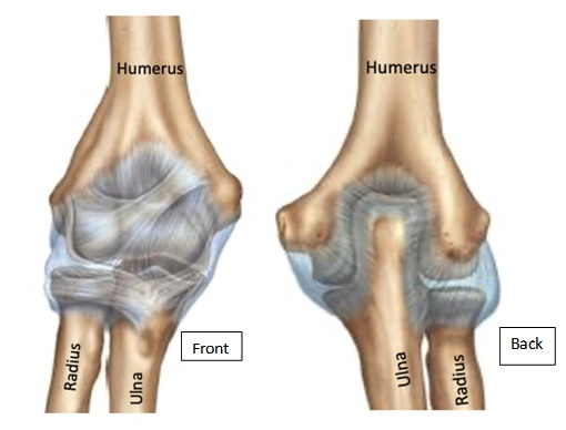 <p>What is the joint shown here? (Be specific, list both names).</p>