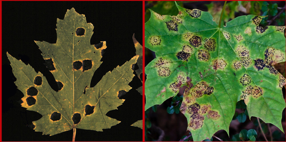 <p>Host: Maples (Acer spp.) </p>