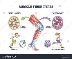 <p>Describe a slow twitch muscle.</p>
