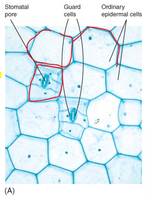 <ul><li><p>guard cells</p></li><li><p>stomatal pore</p></li></ul><p></p>