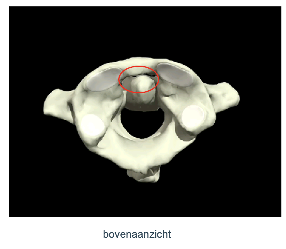 <p>Welk gewricht?</p>