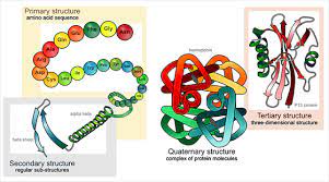 <p>primary structure: the sequence of amino acids linked together to form a polypeptide chain</p><p></p><p>secondary: regular, local structure of the protein backbone, stabilised by intramolecular and sometimes intermolecular hydrogen bonding of amide groups. a helix b alpha</p><p></p><p>tertiary: the overall three-dimensional arrangement of its polypeptide chain in space.</p><p></p><p>quaternary: the association of several protein chains or subunits into a closely packed arrangement</p>